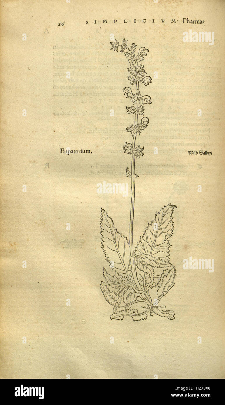 Herbarum vivae eicones ad naturae imitationem (Page 25) BHL92 Stock Photo