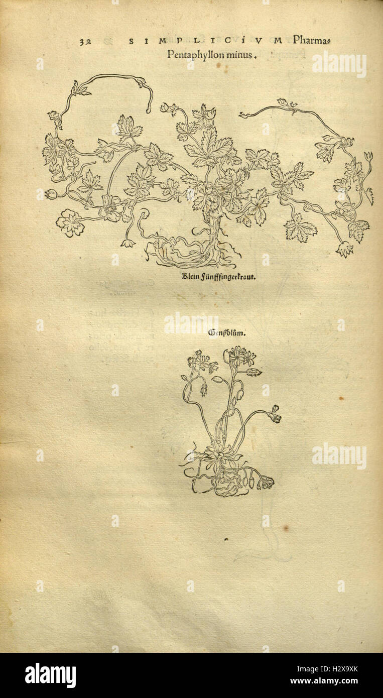 Herbarum vivae eicones ad naturae imitationem (Page 33) BHL92 Stock Photo