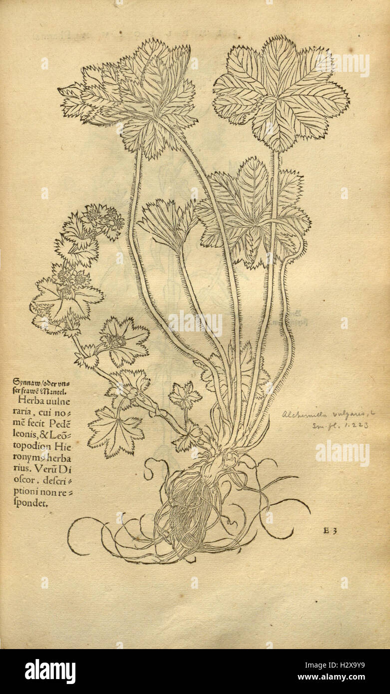 Herbarum vivae eicones ad naturae imitationem (Page 52) BHL92 Stock Photo