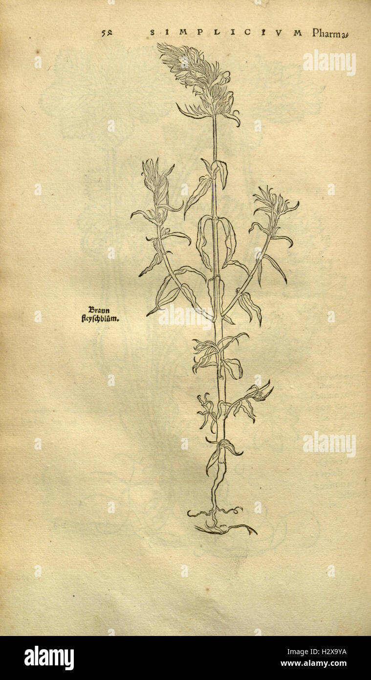 Herbarum vivae eicones ad naturae imitationem (Page 53) BHL92 Stock Photo