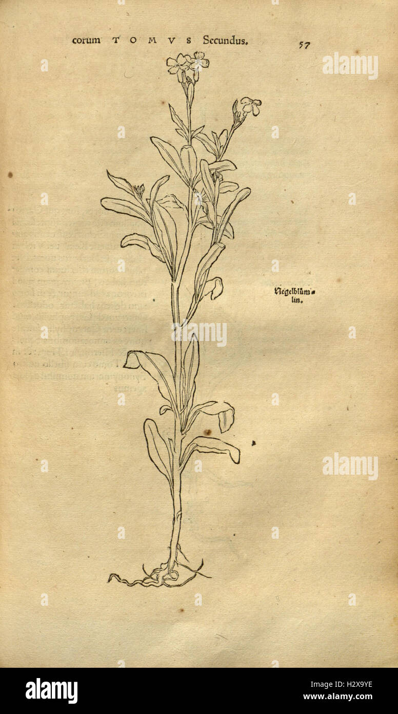Herbarum vivae eicones ad naturae imitationem (Page 56) BHL92 Stock Photo