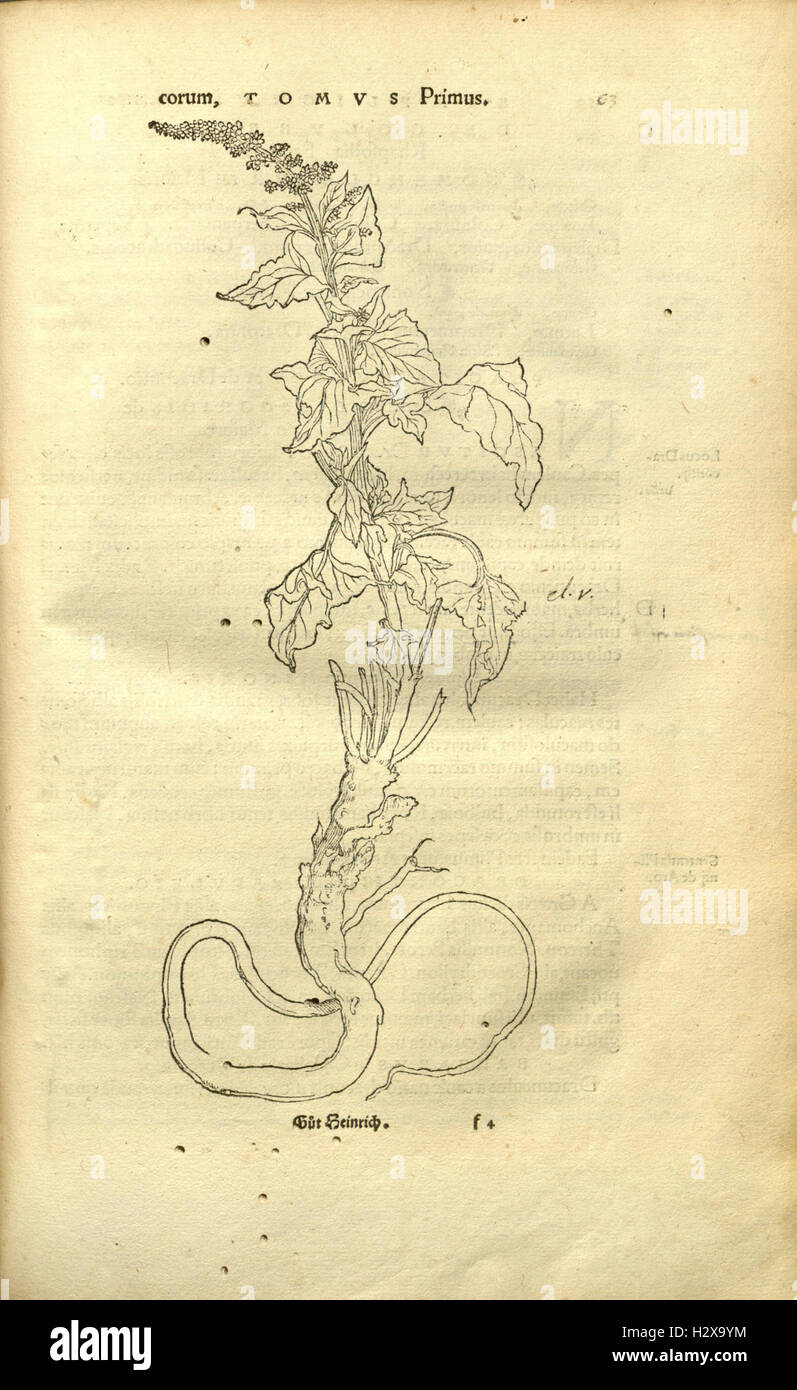 Herbarum vivae eicones ad naturae imitationem (Page 62) BHL92 Stock Photo