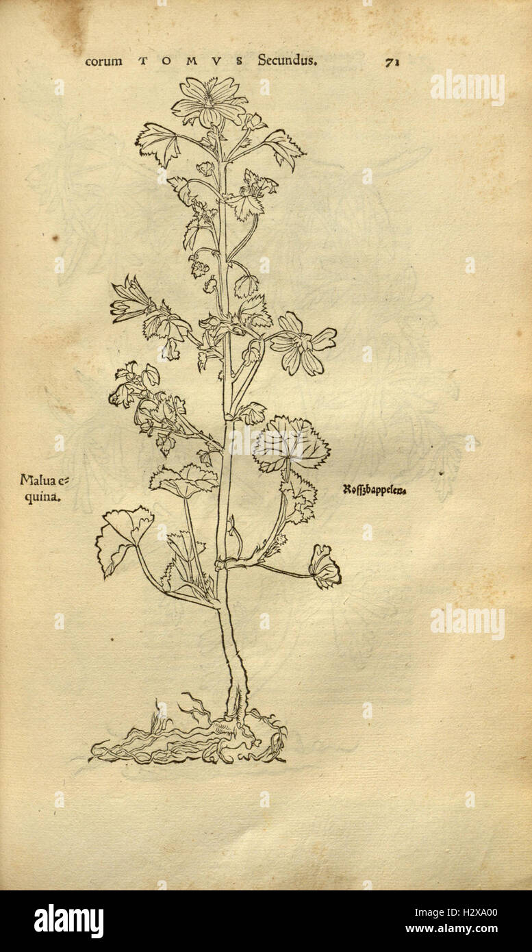Valuable representation of natural flora hi-res stock photography and ...
