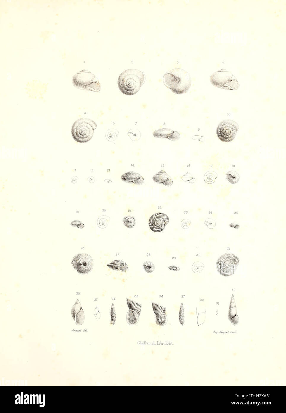 A malacological study focused on the mollusk species of Tunisia ...