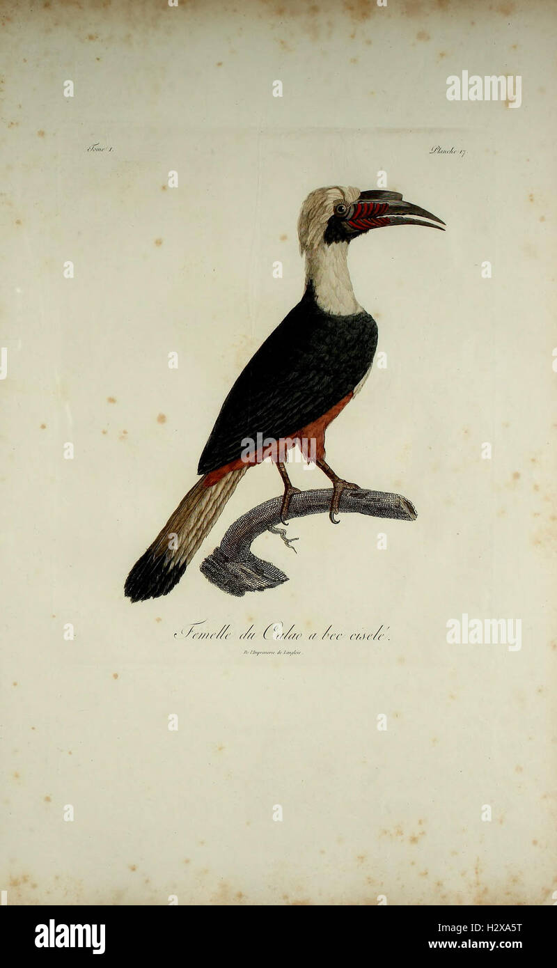 This page depicts rare and newly discovered bird species from the ...