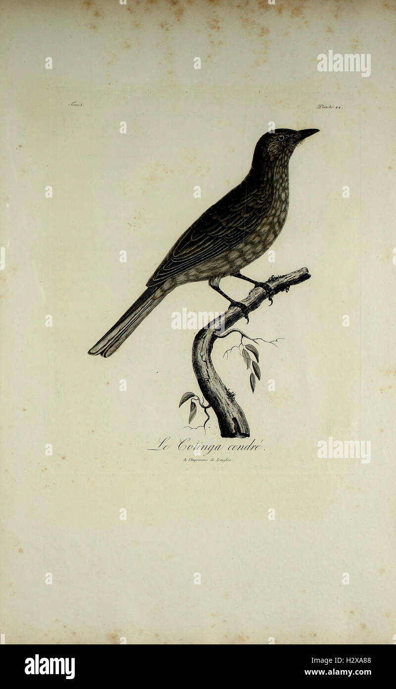 A natural history study focused on rare and new bird species from ...