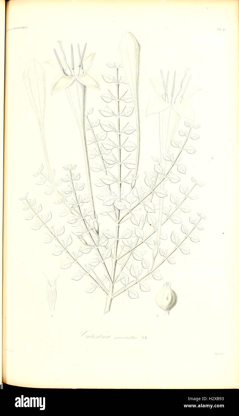 Icones plantarum in flora Cubana descriptarum (Tbl. 47) BHL417 Stock Photo