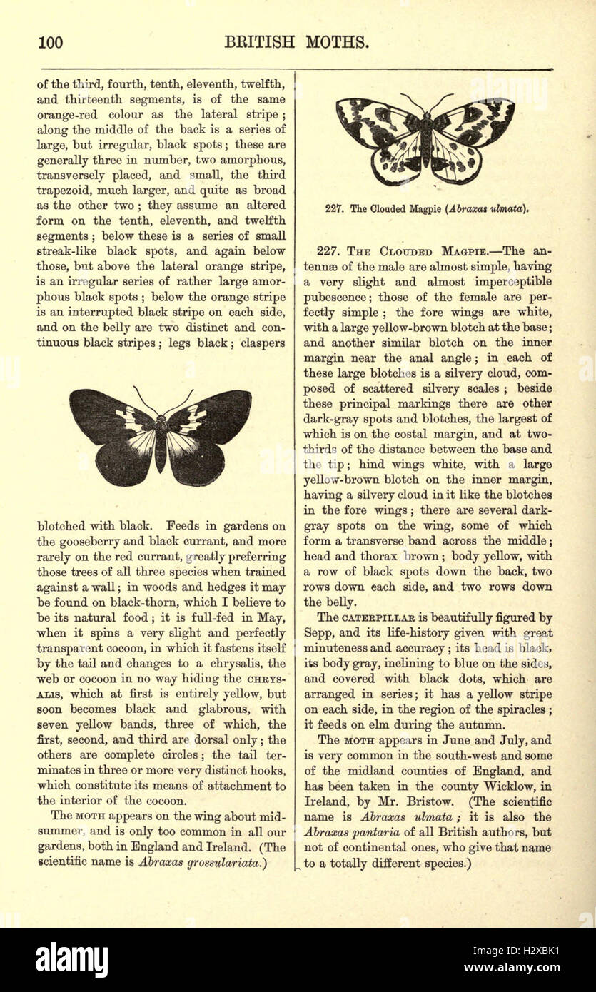 Illustrated natural history of British butterflies and moths (Page 100