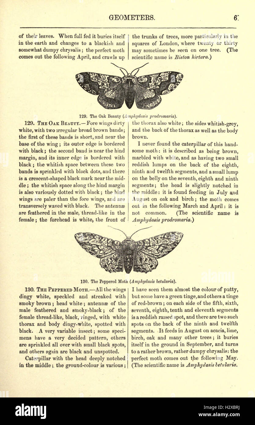 Butterfly features detailed representations hi-res stock photography ...