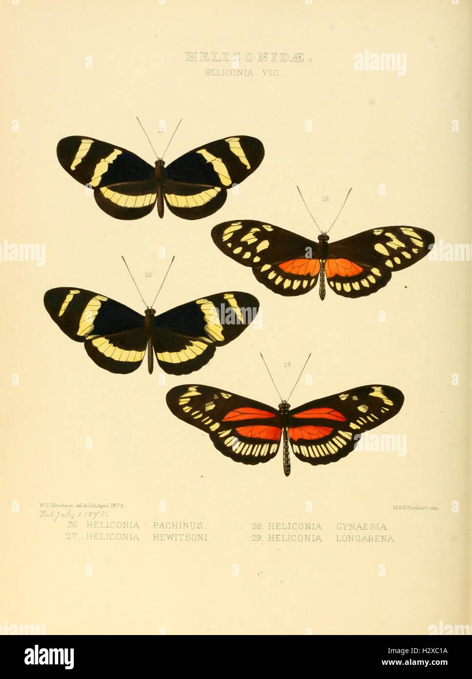 Illustrations of new species of exotic butterflies (Heliconidae- Helicon) BHL128 Stock Photo