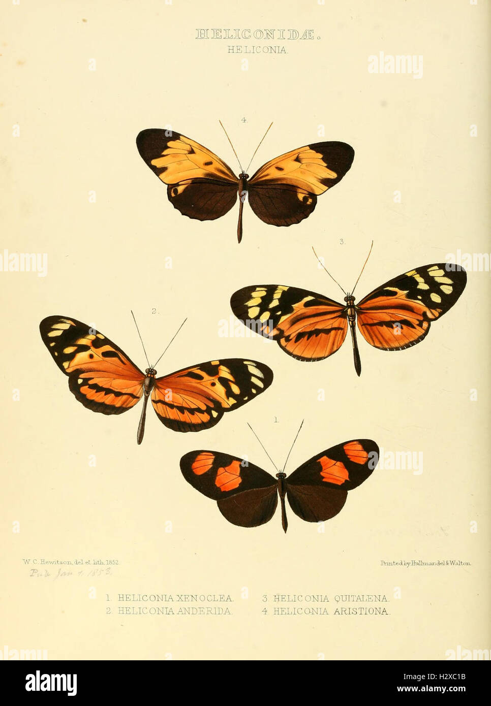 Illustrations of new species of exotic butterflies (Heliconidae- Helicon I) BHL128 Stock Photo