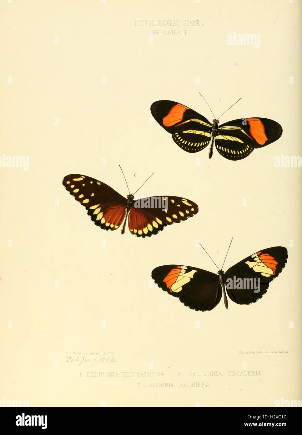 Illustrations of new species of exotic butterflies (Heliconidae- Helicon II) BHL128 Stock Photo