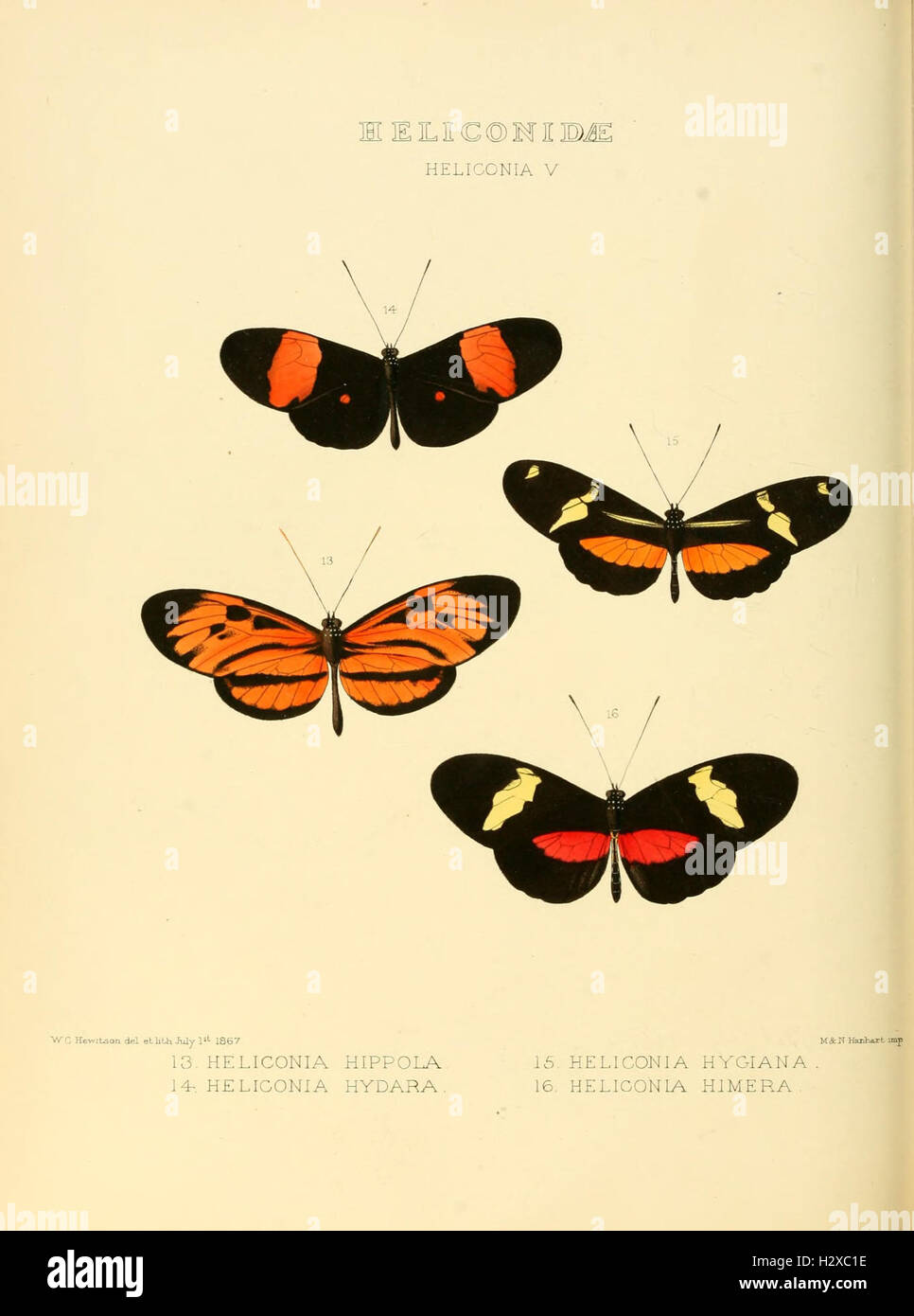 Illustrations of new species of exotic butterflies (Heliconidae- Helicon V) BHL128 Stock Photo