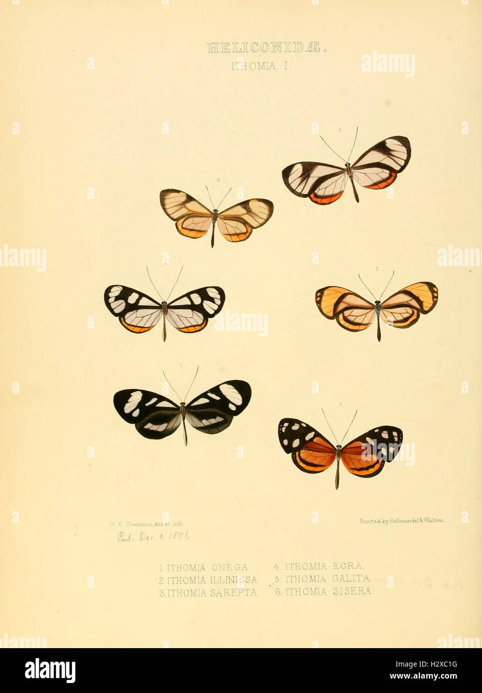 Illustrations of new species of exotic butterflies (Heliconidae- Ithomia I) BHL128 Stock Photo
