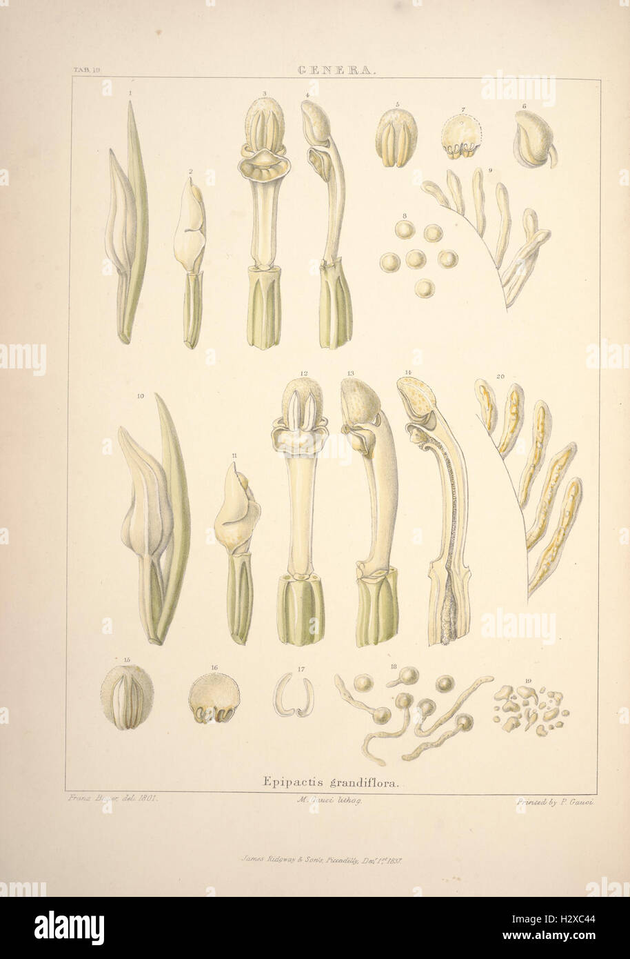 Illustrations of orchidaceous plants (Tab. 19) BHL362 Stock Photo Alamy