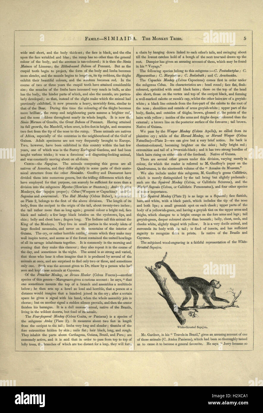 A collection of detailed illustrations depicting various species of ...