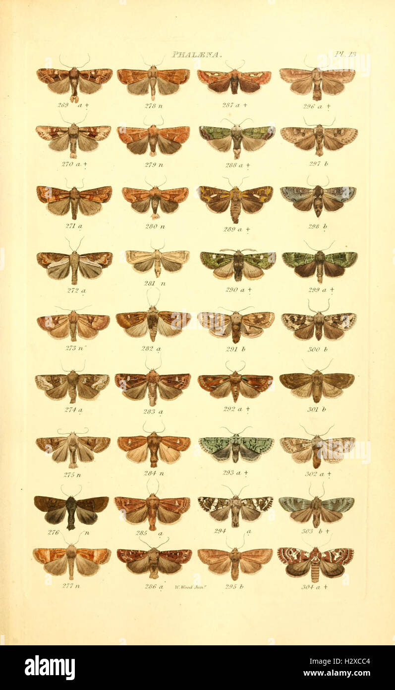 An illustrated index cataloging the lepidopterous insects of Great ...