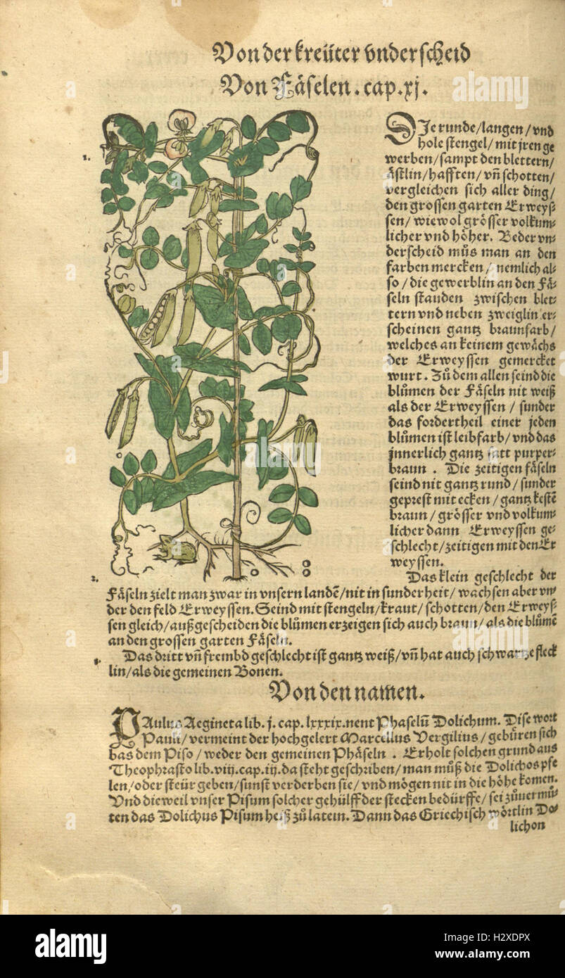 Kreüter Buch, darin Underscheid, Würckung und Namen der Kreüter so in