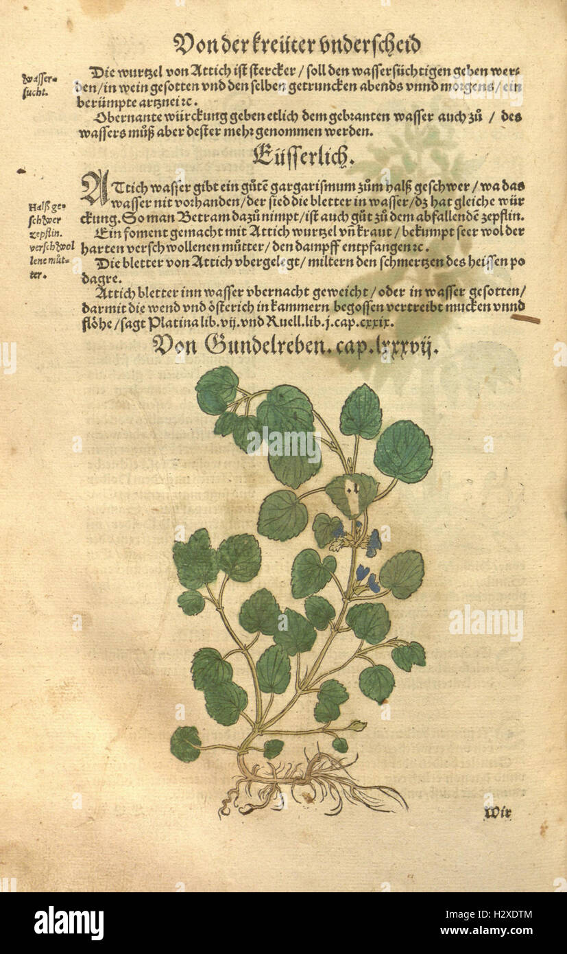 Kreüter Buch, darin Underscheid, Würckung und Namen der Kreüter so in