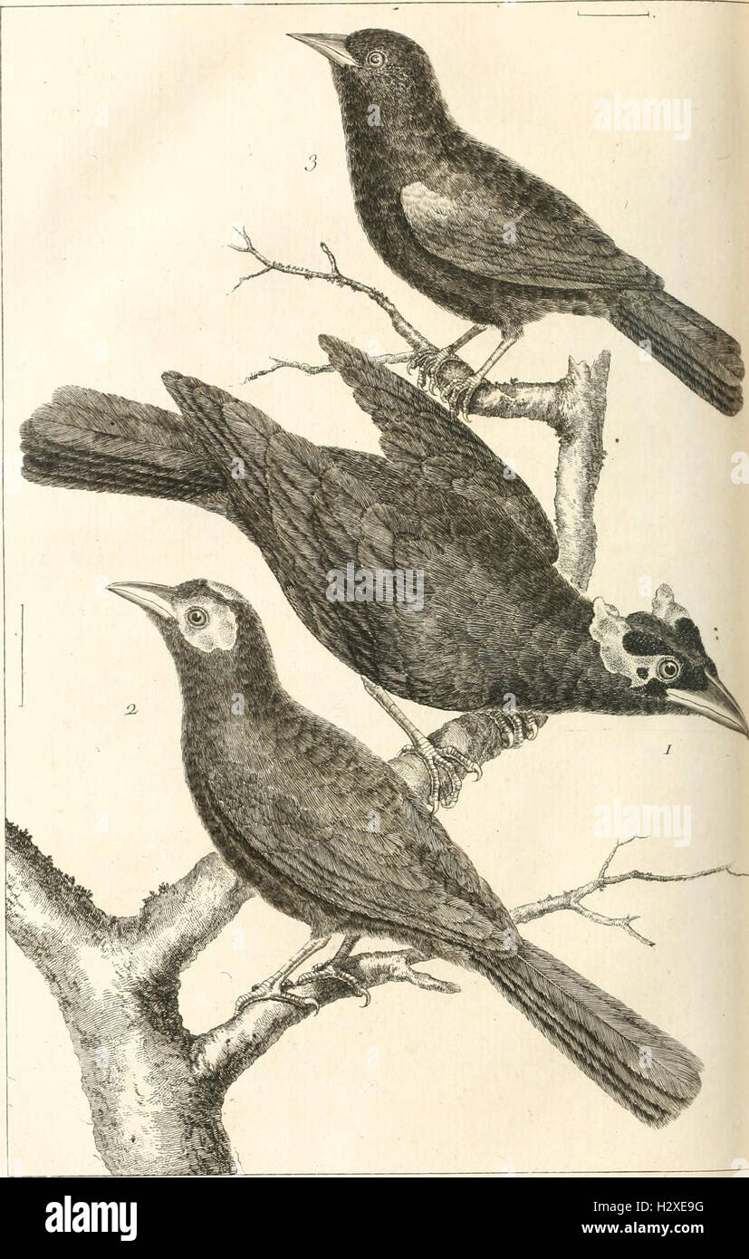 L'histoire naturelle, éclaircie dans une de ses parties principales, l'ornithologie, qui traite des oiseaux de terre, de mer et de riviere, tant de nos climats que des pays étrangers (1767) (1457708 Stock Photo