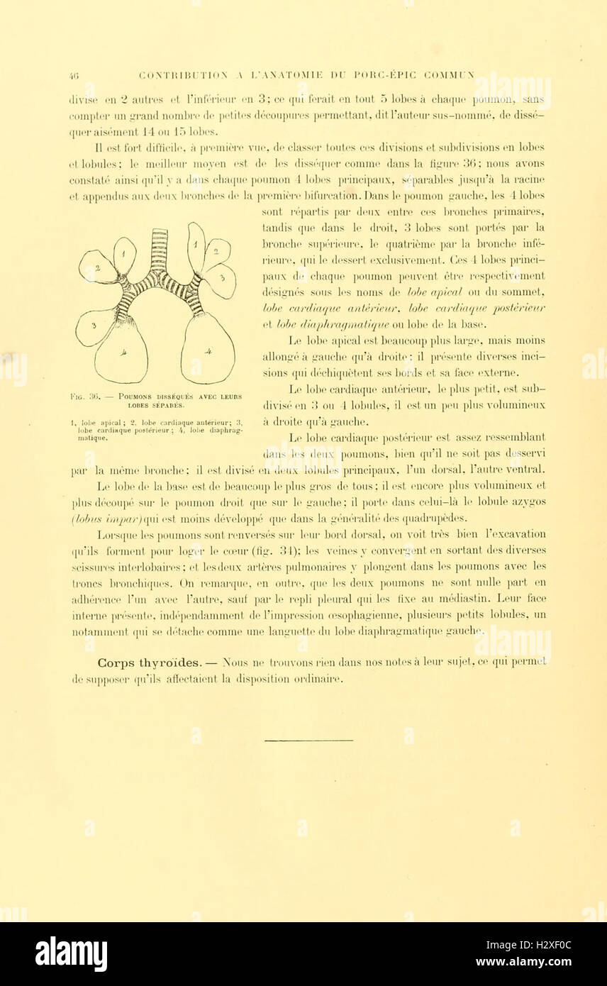 Archives du Muséum d'histoire naturelle de Lyon (Page 46) BHL93 Stock Photo