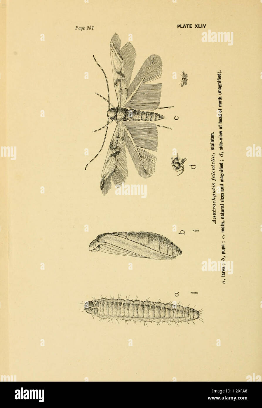 Life-histories of Indian insects BHL115 Stock Photo - Alamy