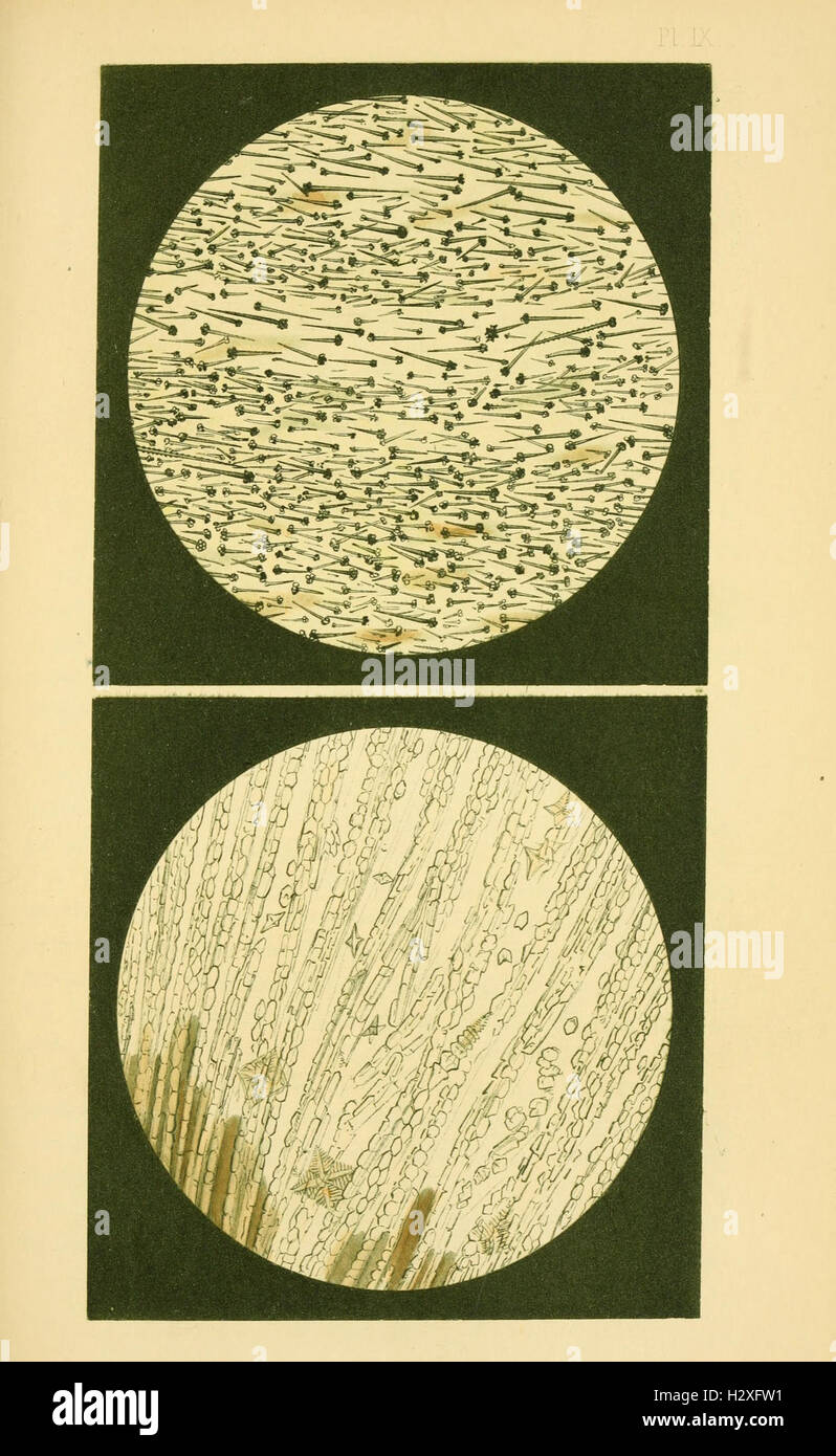 Archives néerlandaises des sciences exactes et naturelles BHL71 Stock