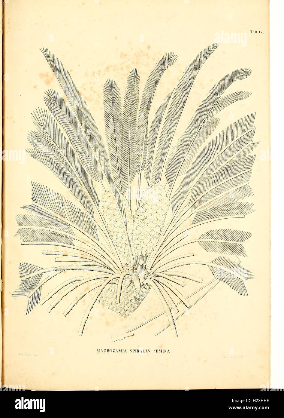 A detailed monograph on cycads, documenting their species, growth ...