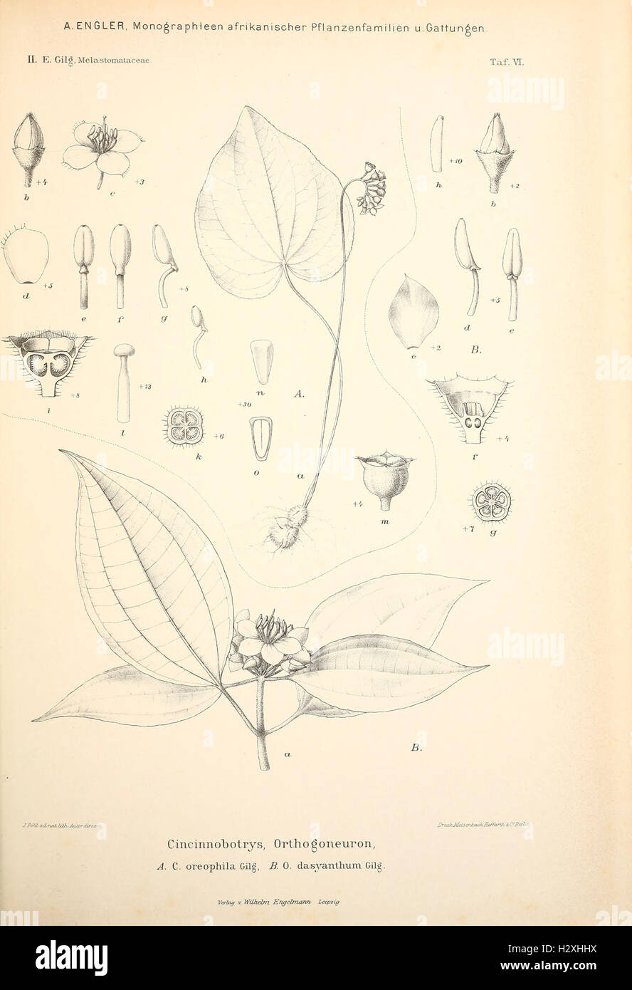 Monographieen afrikanischer PflanzenFamilien und Gattungen (Taf. VI