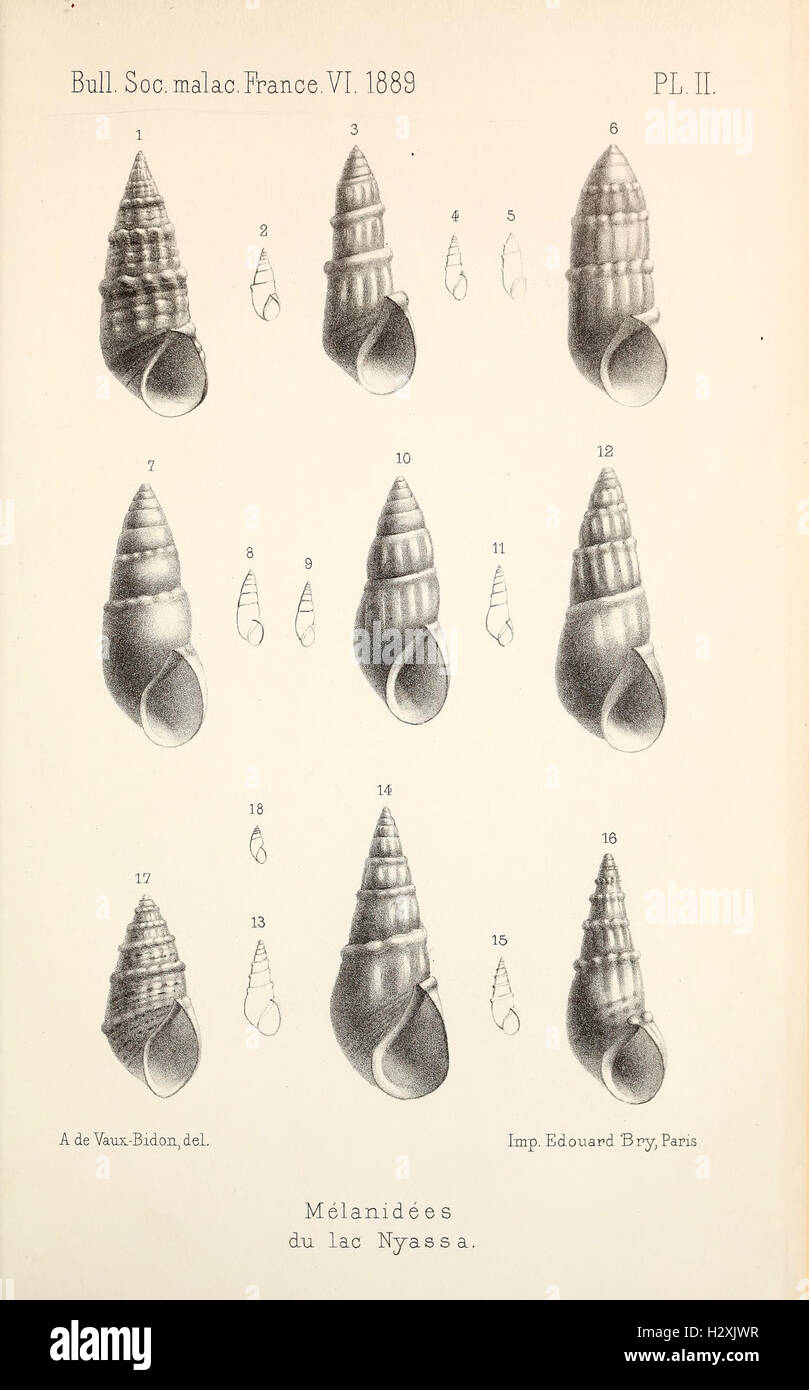 This work provides an in-depth study of the mollusk species found in ...