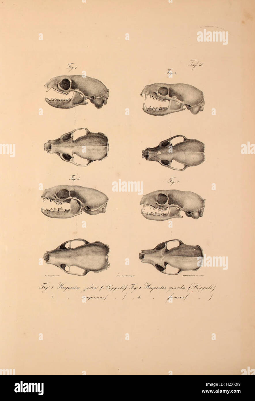 This plate presents new vertebrate species from Abyssinia, illustrated ...