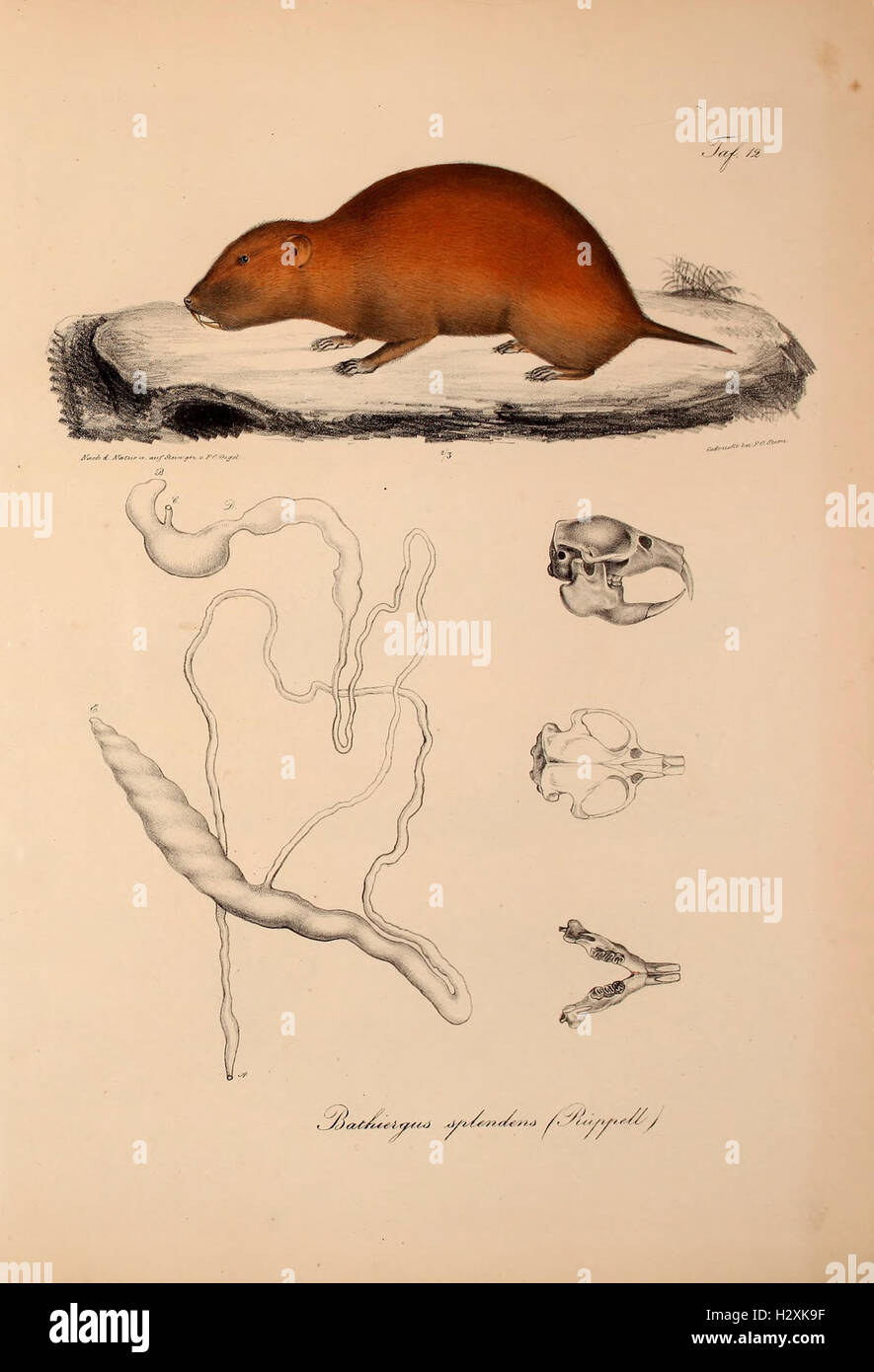 This text introduces new vertebrate species discovered in Abyssinia ...