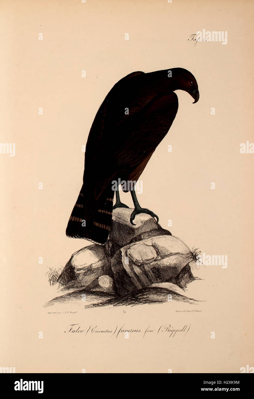 A study of new vertebrate species discovered in Abyssinia (Ethiopia ...
