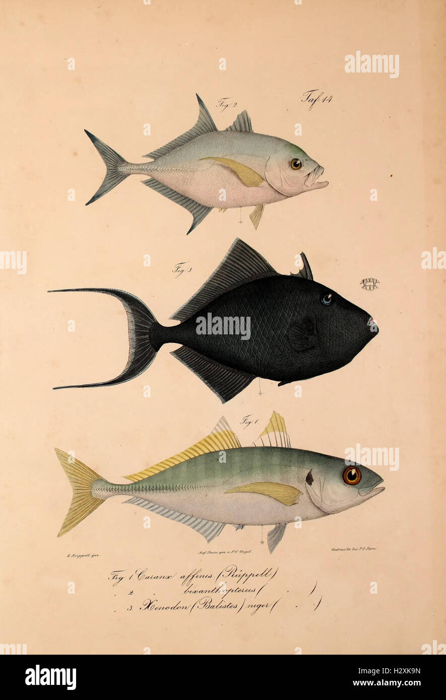 A study of new vertebrate species found in the Abyssinian fauna ...