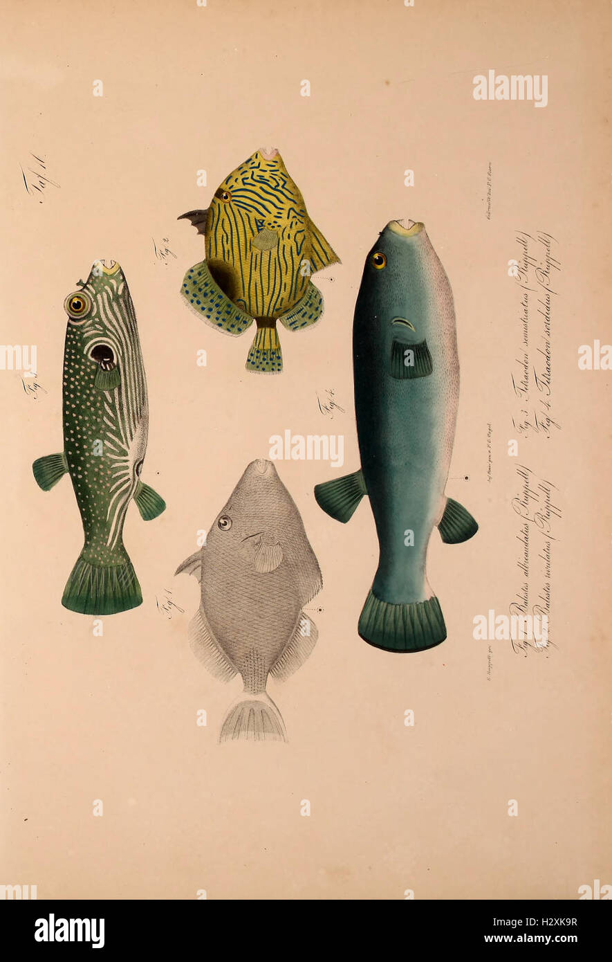 This work focuses on the vertebrates of Abyssinia (modern-day Ethiopia ...