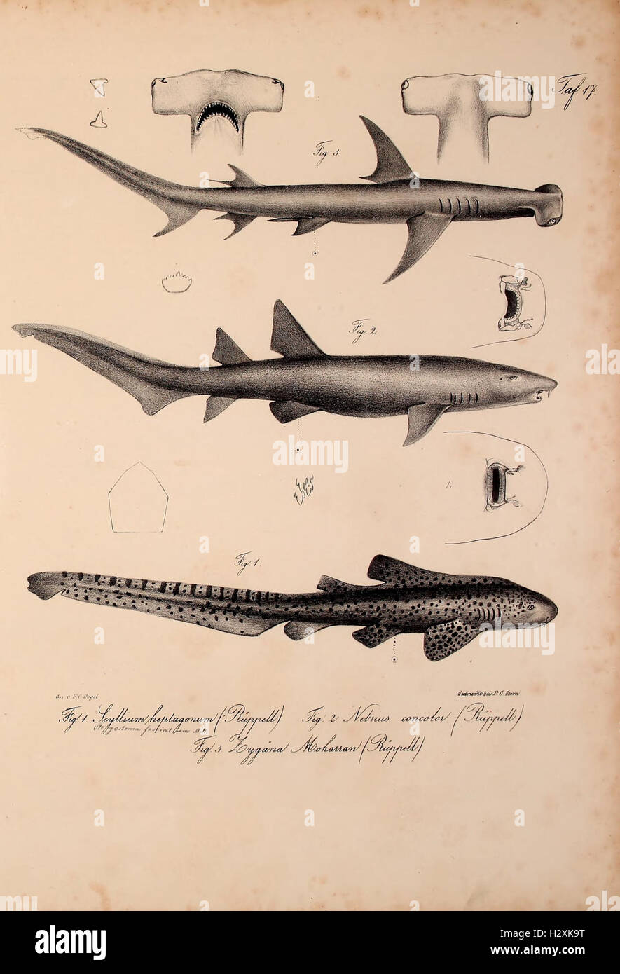 This work discusses newly discovered vertebrate species in the fauna of ...