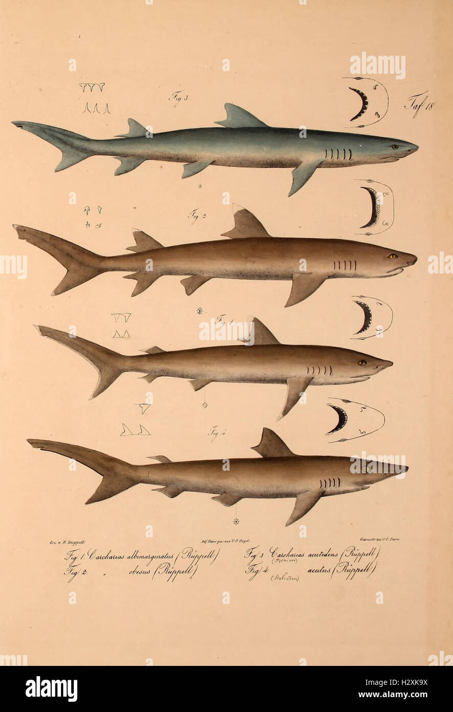 A study on the new vertebrate species found in Abyssinia, focusing on ...