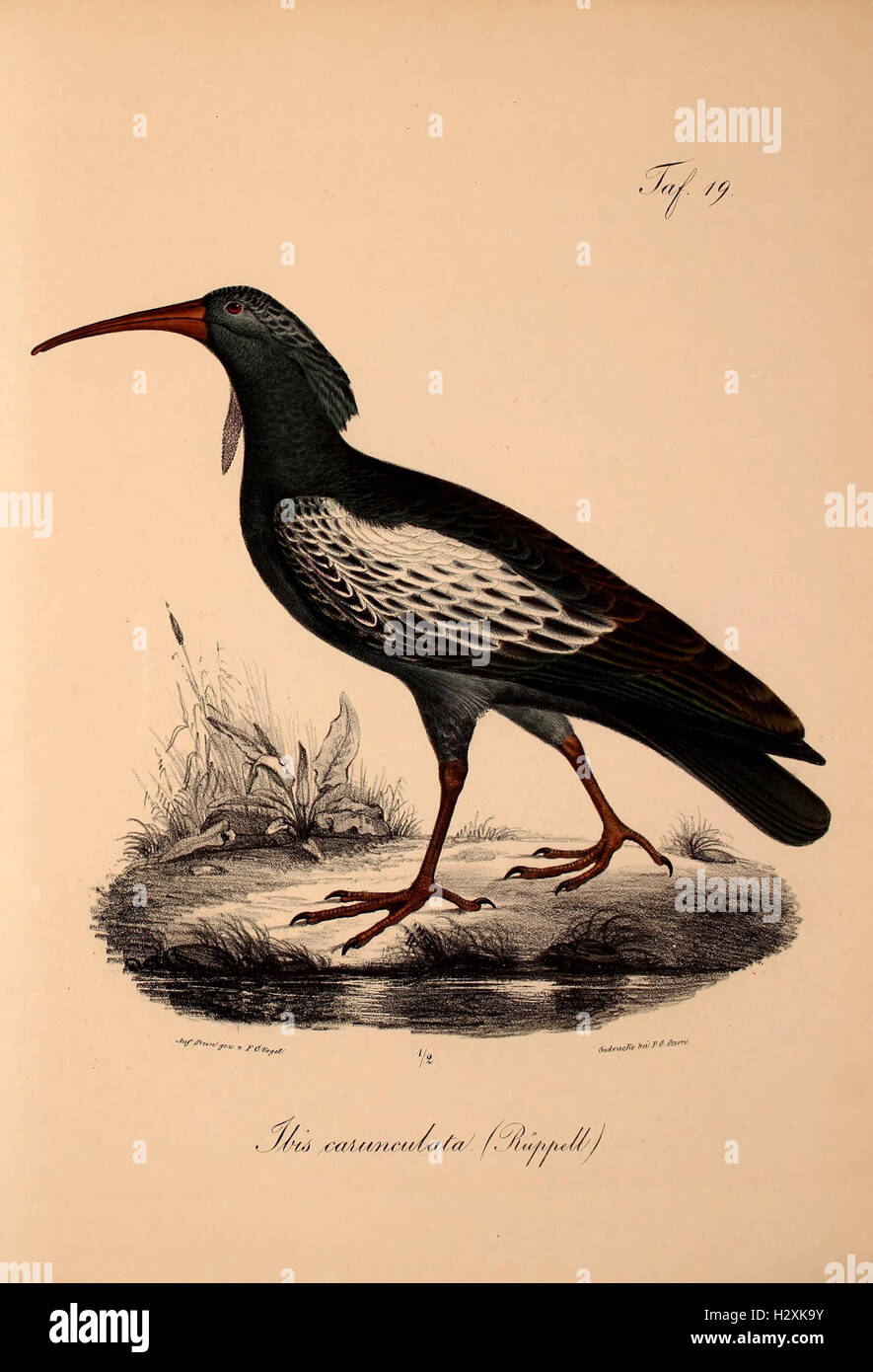 This work introduces new vertebrate species to the fauna of Abyssinia ...