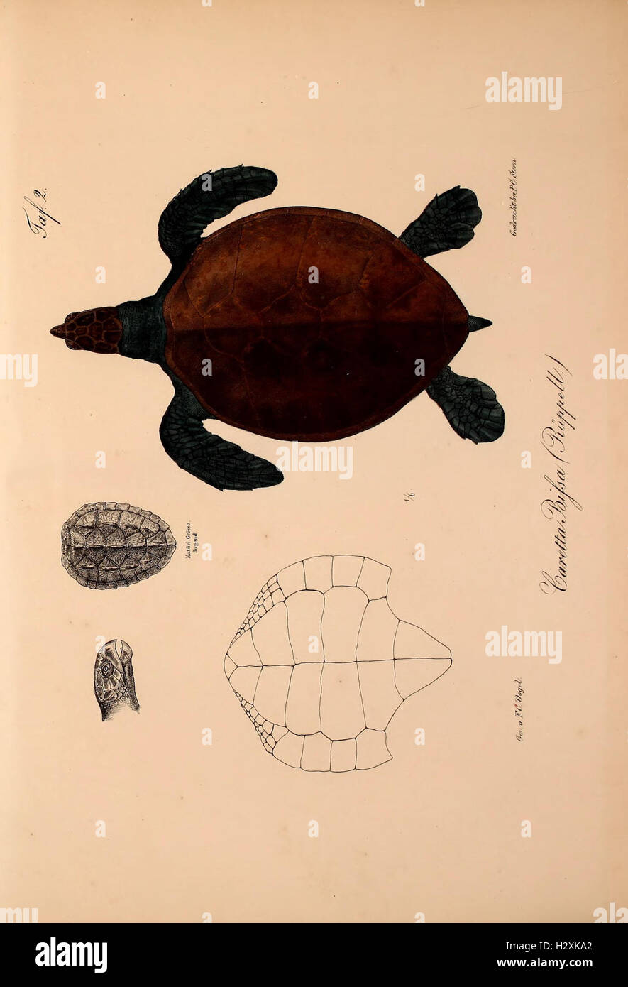 A scientific work documenting new vertebrate species in the Abyssinian ...