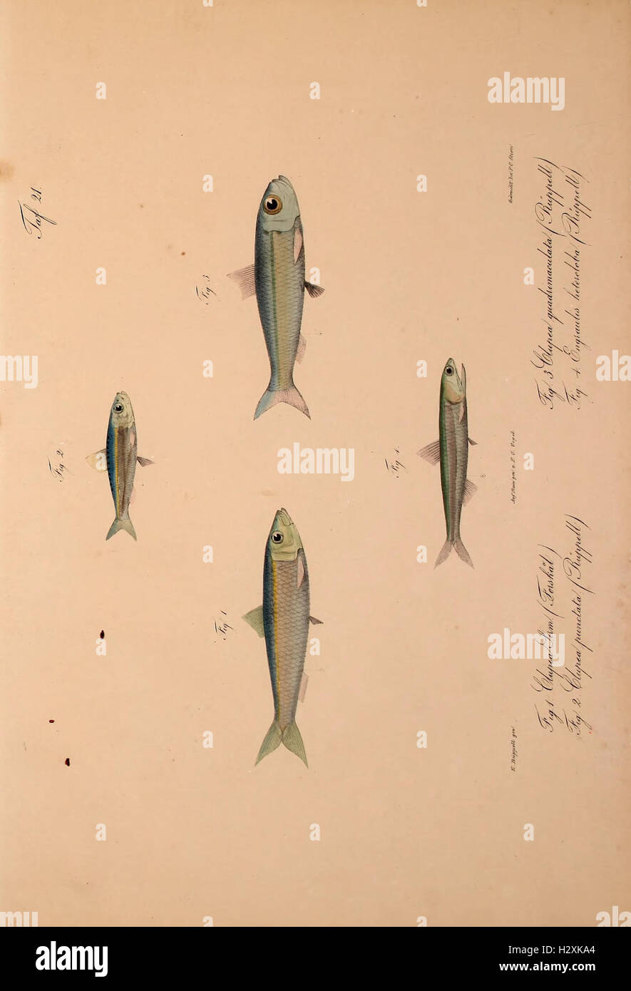 A study of new vertebrate species added to the fauna of Abyssinia ...