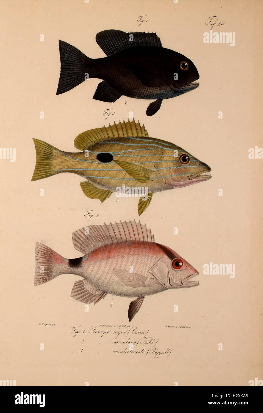 This work describes newly discovered vertebrates belonging to the fauna ...