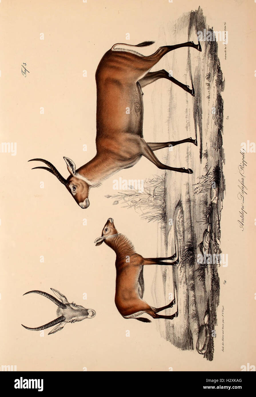 A study of new vertebrate species added to the fauna of Abyssinia ...
