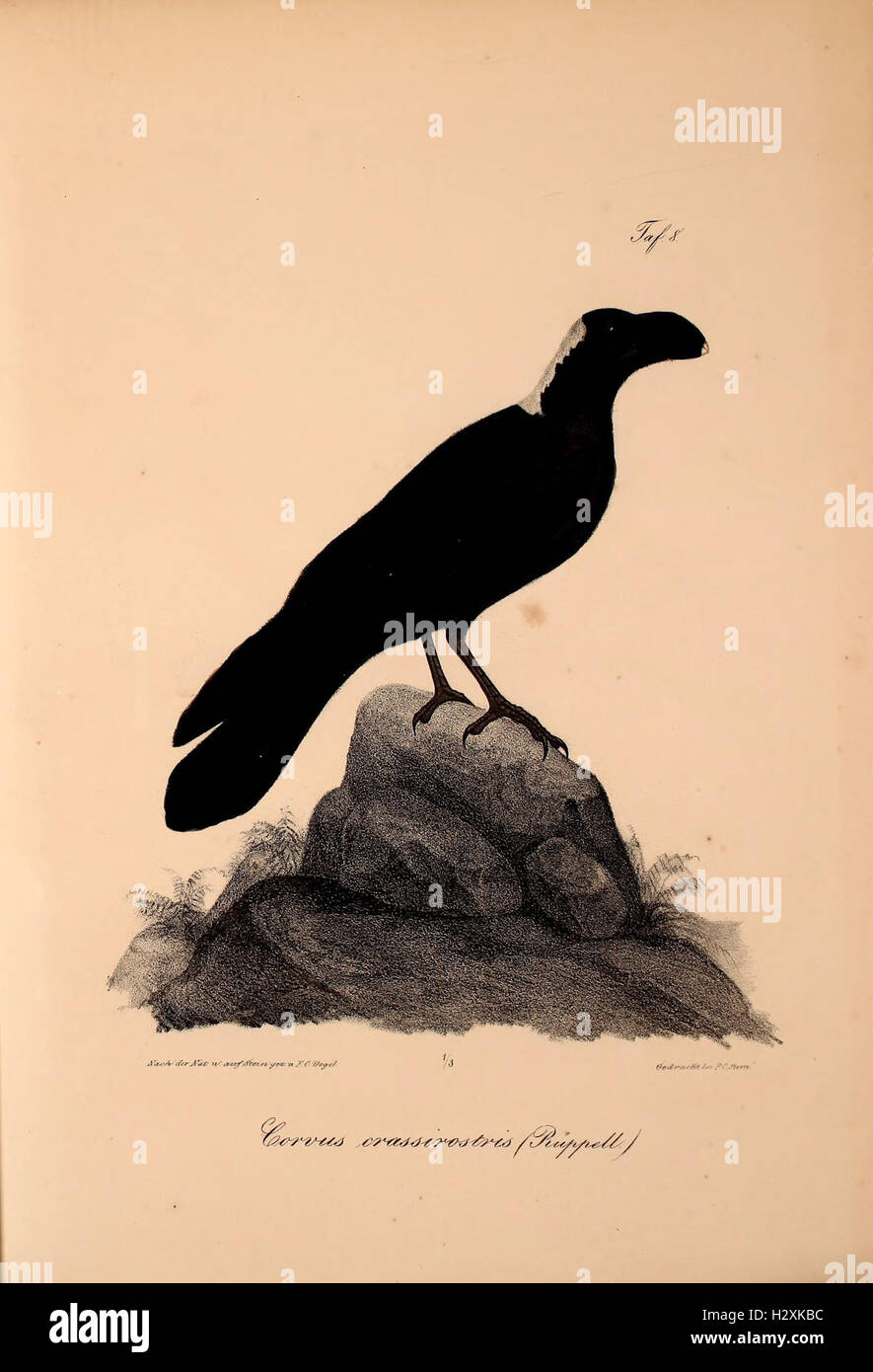 A scientific study detailing new vertebrate species discovered in the ...