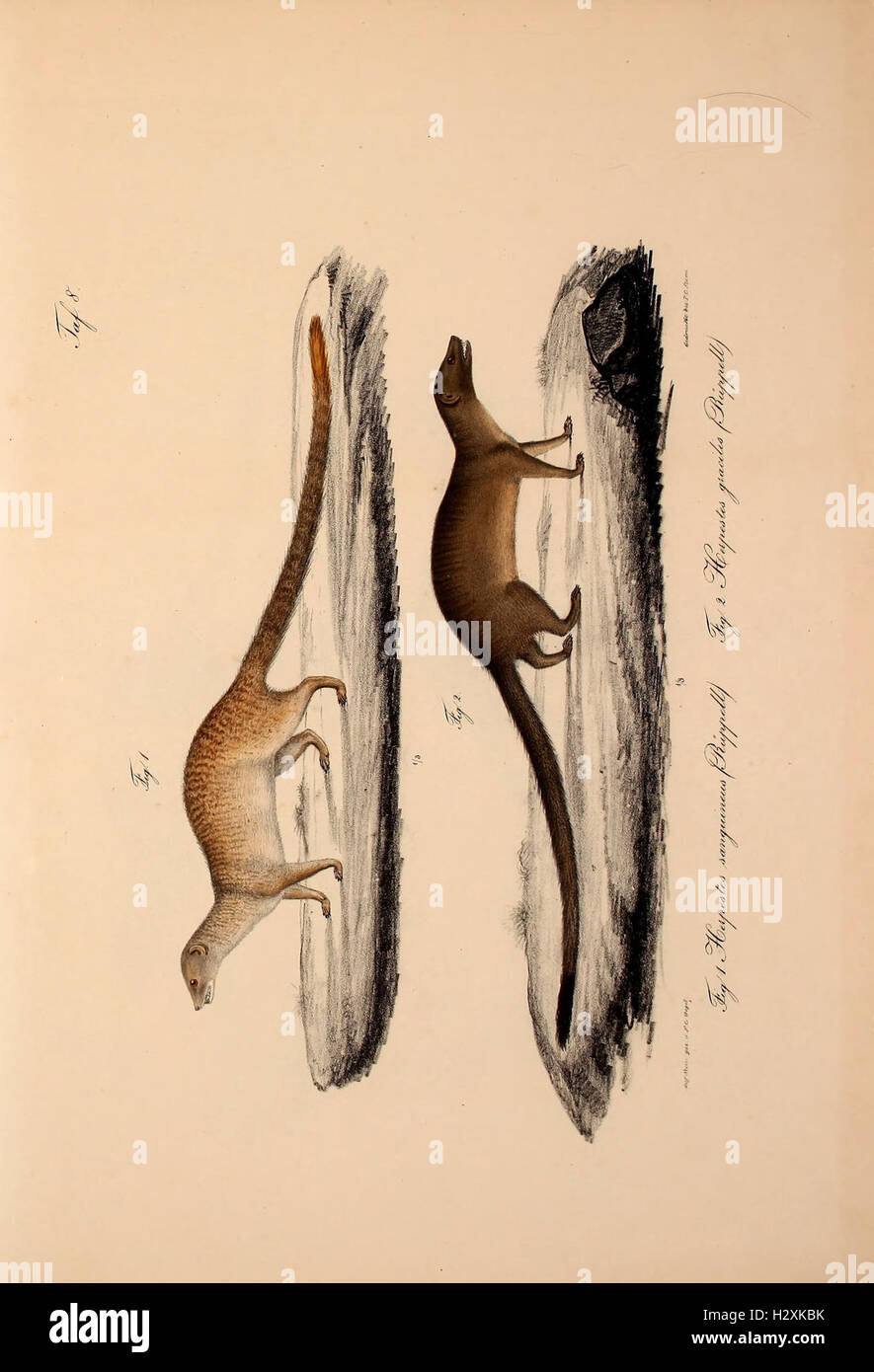 A study detailing the vertebrate fauna of Abyssinia, exploring newly ...