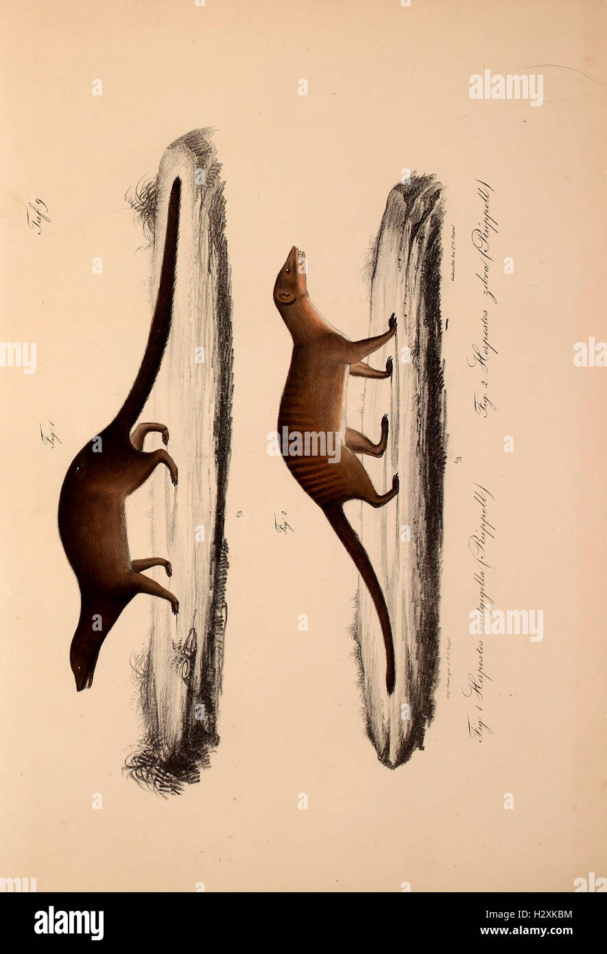 This work describes new vertebrate species discovered in the fauna of ...
