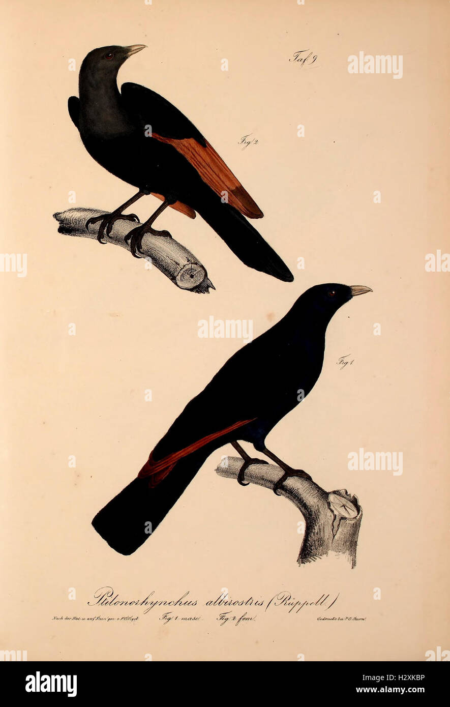 A study on new vertebrate species belonging to the fauna of Abyssinia ...