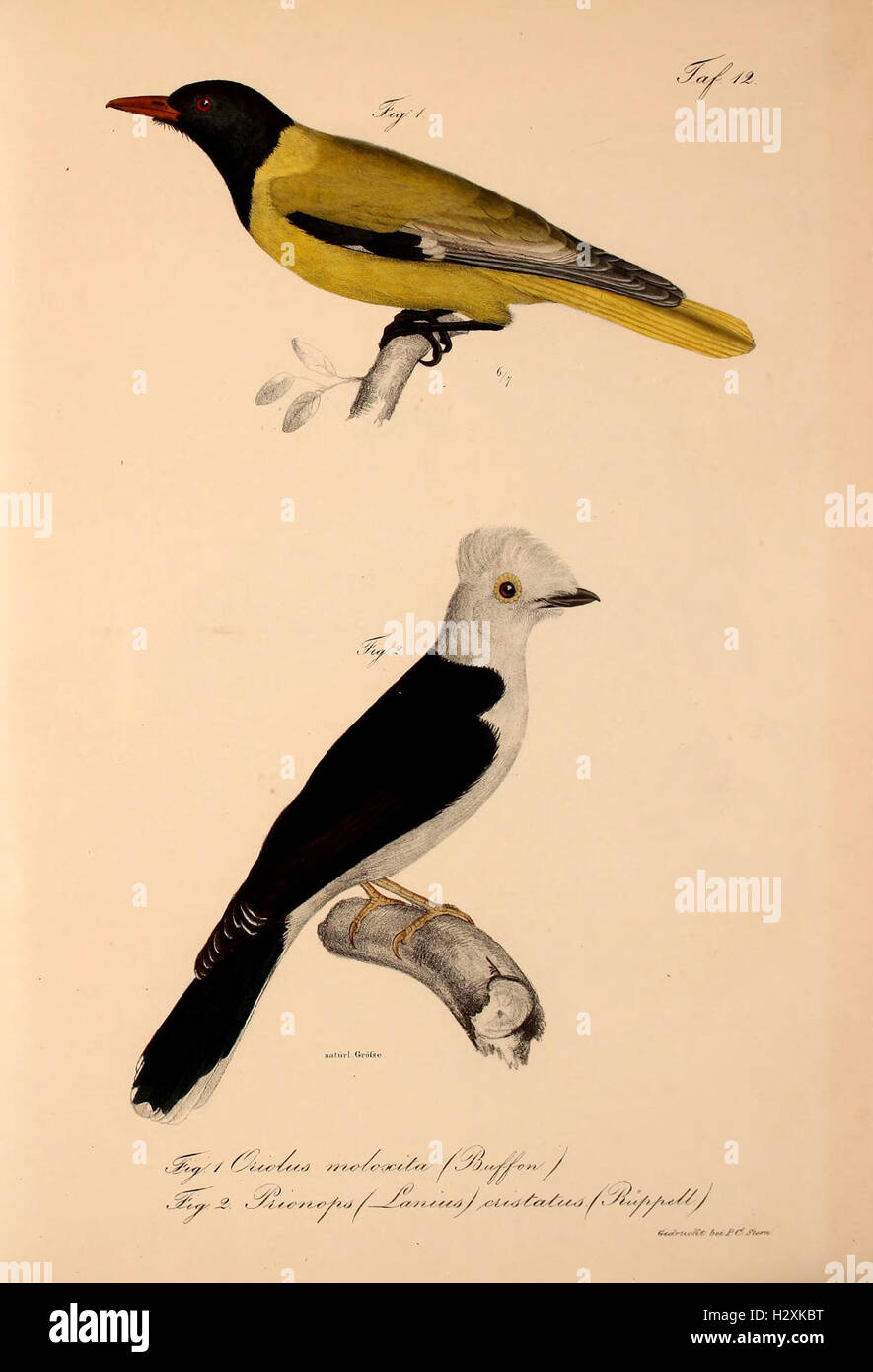 A catalogue of new vertebrates added to the fauna of Abyssinia ...