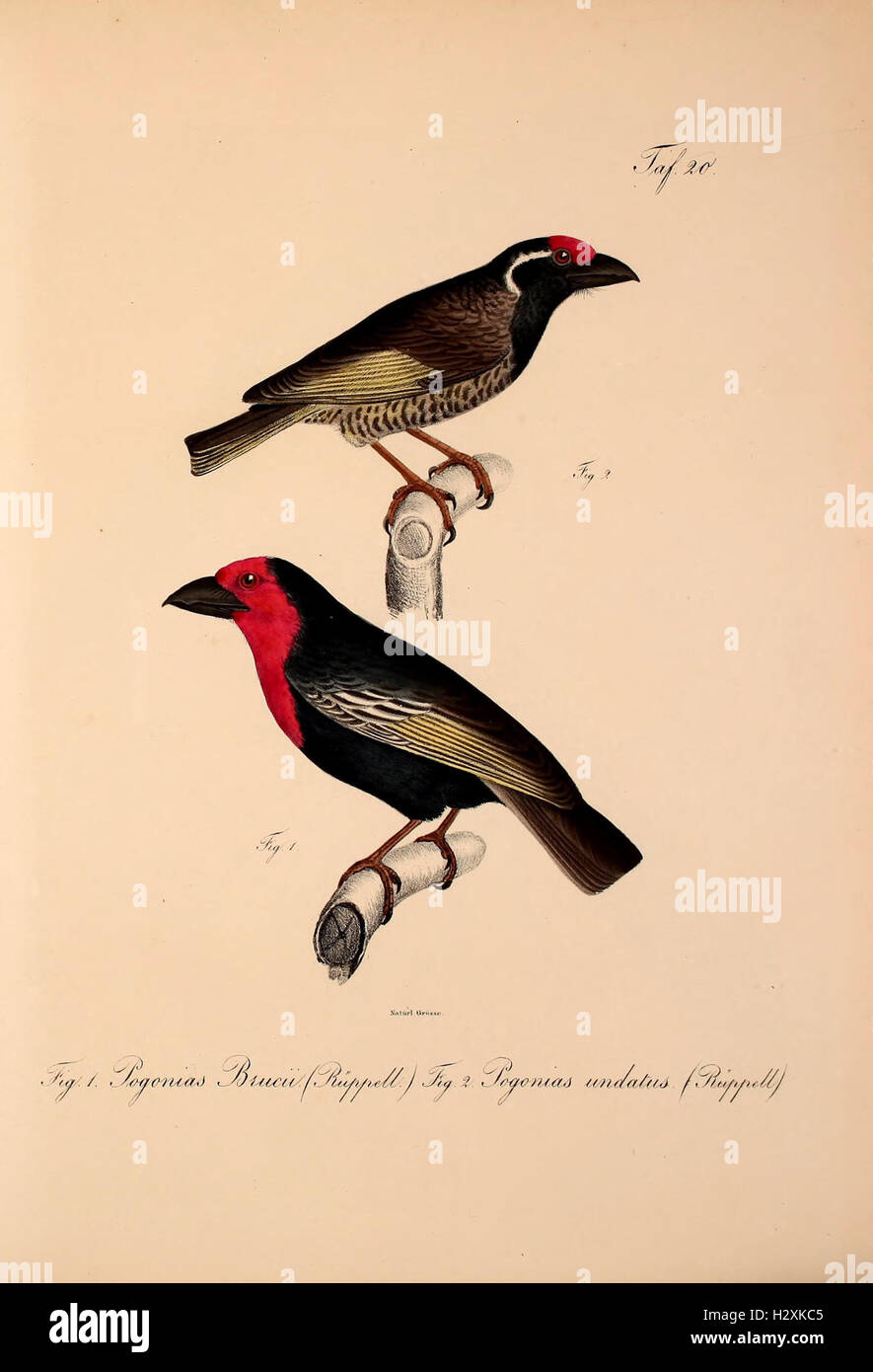 This work introduces new vertebrate species from the fauna of Abyssinia ...
