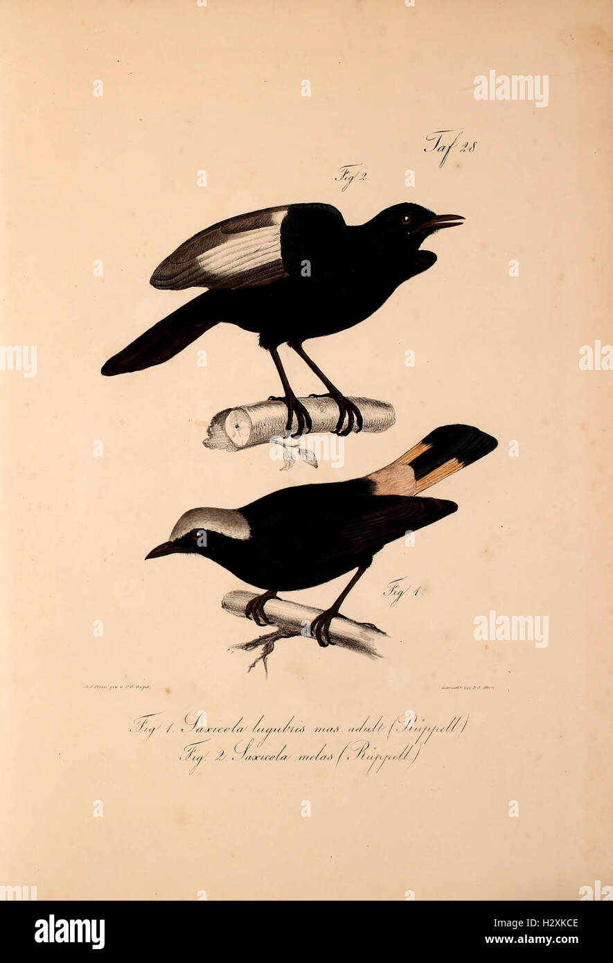 A catalog of new vertebrate species added to the fauna of Abyssinia ...