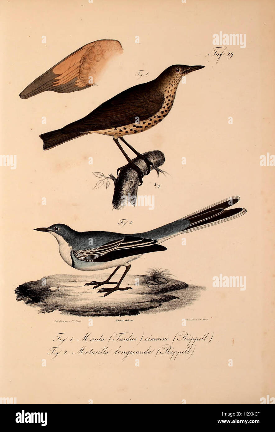 This work adds new vertebrate species to the fauna of Abyssinia ...
